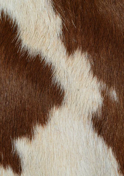 Textura Piel Vaca Natural Primer Plano — Foto de Stock