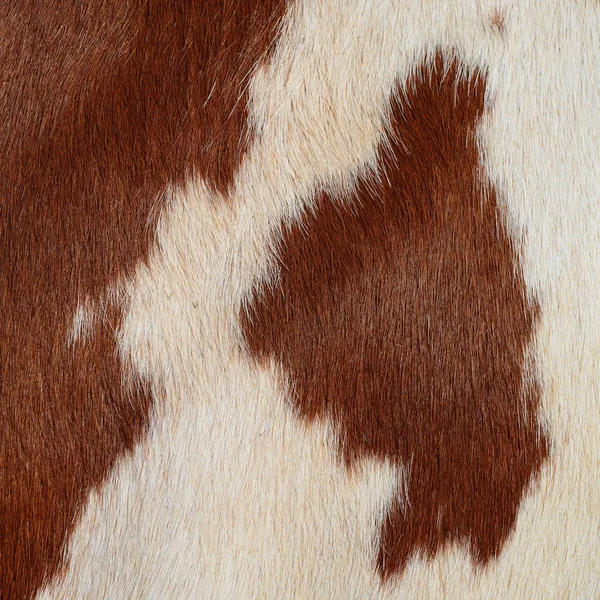 Natural Cow Fur Texture Closeup — Stok fotoğraf