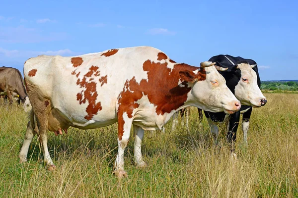 Корови Літньому Пасовищі Сонячний День — стокове фото