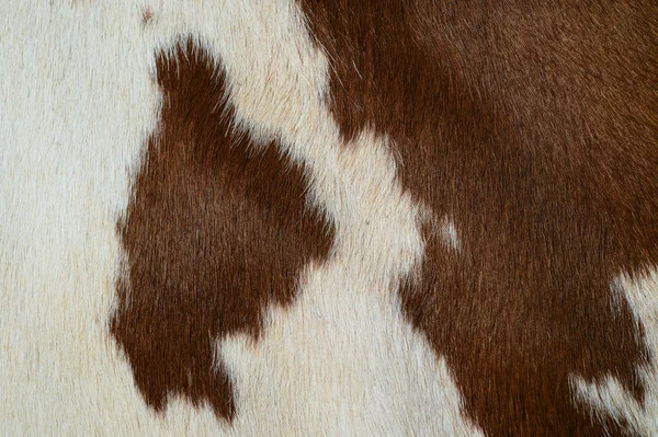 Natural Cow Fur Texture Closeup — Photo