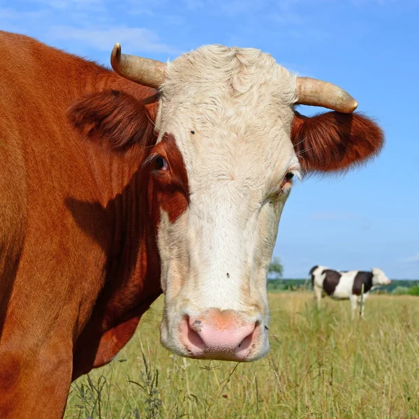 Nahaufnahme Einer Schönen Braunen Und Weißen Kuh Auf Der Weide — Stockfoto