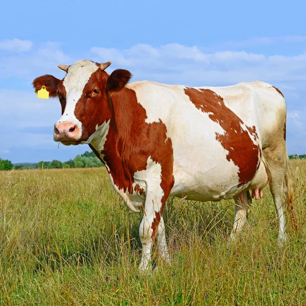Primer Plano Hermosa Vaca Marrón Blanca Prado — Foto de Stock