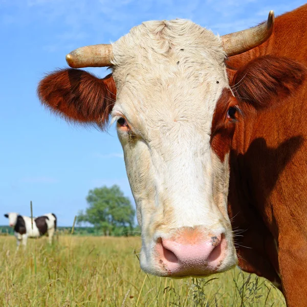 Nahaufnahme Einer Schönen Braunen Und Weißen Kuh Auf Der Weide — Stockfoto