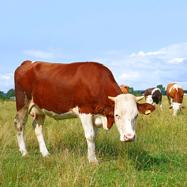 Vacas Pasto Verão Dia Ensolarado — Fotografia de Stock