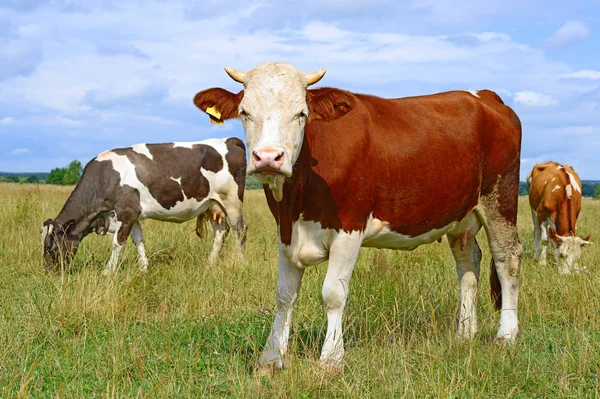Cows Summer Pasture Sunny Day —  Fotos de Stock
