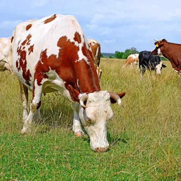 Cows Summer Pasture Sunny Day — ストック写真