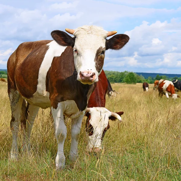 Koeien Een Zomerweide Een Zonnige Dag — Stockfoto