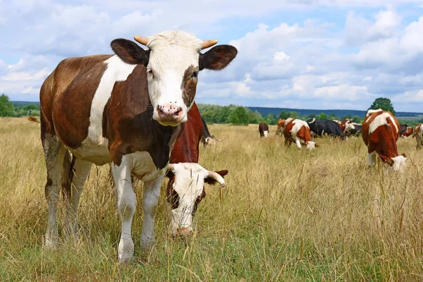 Cows Summer Pasture Sunny Day — Foto de Stock
