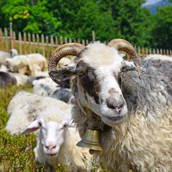 Sheep Grazing Rural Landscape — Stok fotoğraf