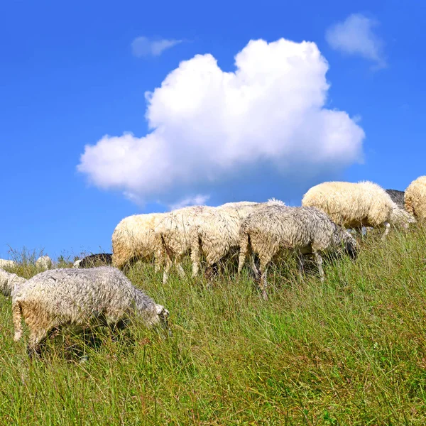 Sheep Grazing Rural Landscape — Photo