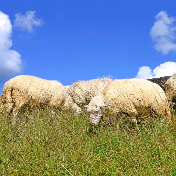 Sheep Grazing Rural Landscape — Zdjęcie stockowe