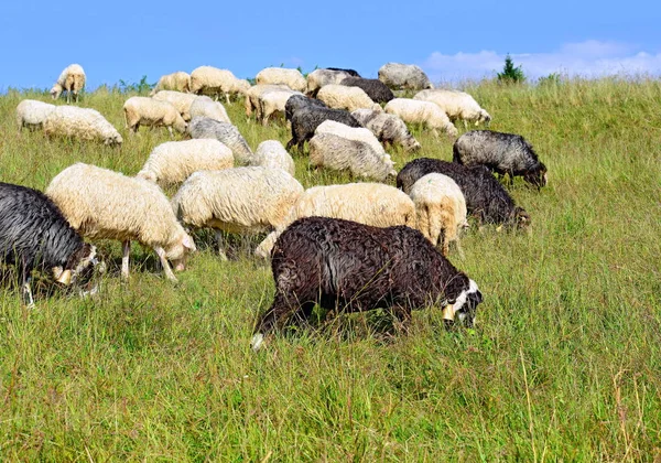 Schapen Grazen Een Landelijk Landschap — Stockfoto