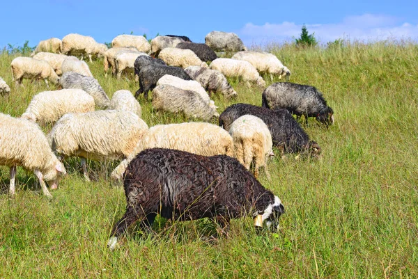 Sheep Grazing Rural Landscape — Stok fotoğraf