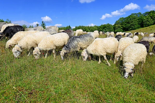 Sheep Grazing Rural Landscape — Stok fotoğraf