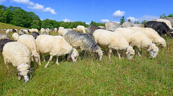 Pastoreio Ovelhas Uma Paisagem Rural — Fotografia de Stock