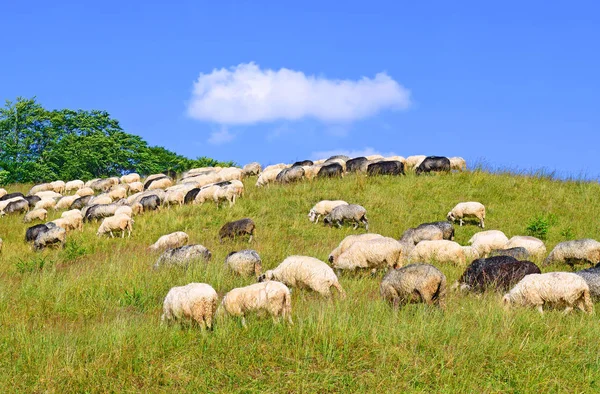 Sheep Grazing Rural Landscape — 스톡 사진