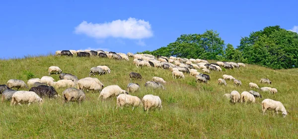Kırsal Alanda Otlayan Koyunlar — Stok fotoğraf