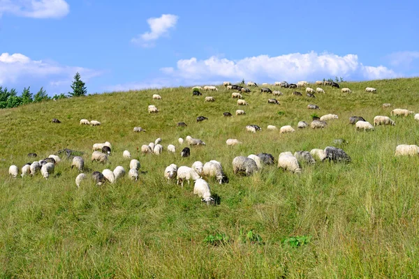 Pastoreio Ovelhas Uma Paisagem Rural — Fotografia de Stock