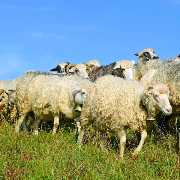 Sheep Grazing Rural Landscape — 스톡 사진