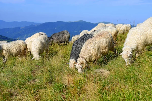 Пасуться Вівці Сільському Пейзажі — стокове фото