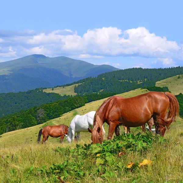 Cavalli Pascolo Estivo Montagna — Foto Stock