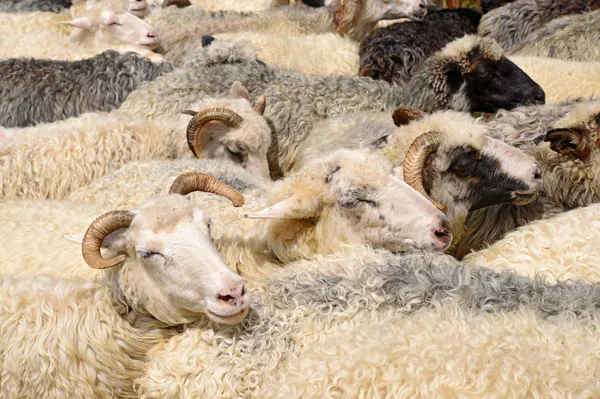Kırsal Alanda Otlayan Koyunlar — Stok fotoğraf