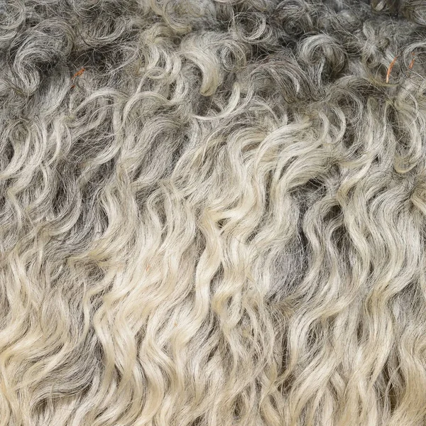 Fragment Sheep Wool Close — ストック写真