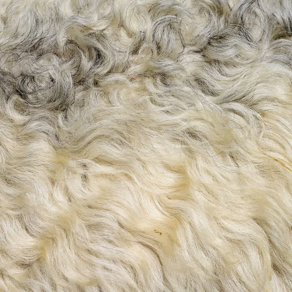 Fragment Sheep Wool Close — Stock Photo, Image