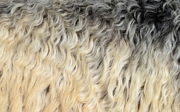 Fragment Sheep Wool Close — ストック写真