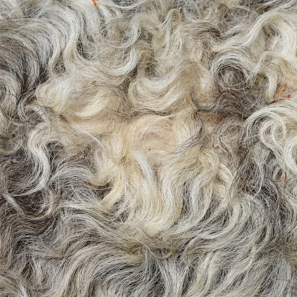 fragment of sheep wool close up