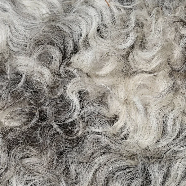 Fragment Sheep Wool Close — ストック写真