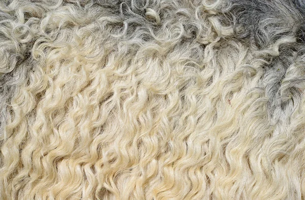 fragment of sheep wool close up