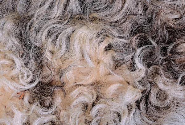 Fragment Sheep Wool Close — Stock Photo, Image