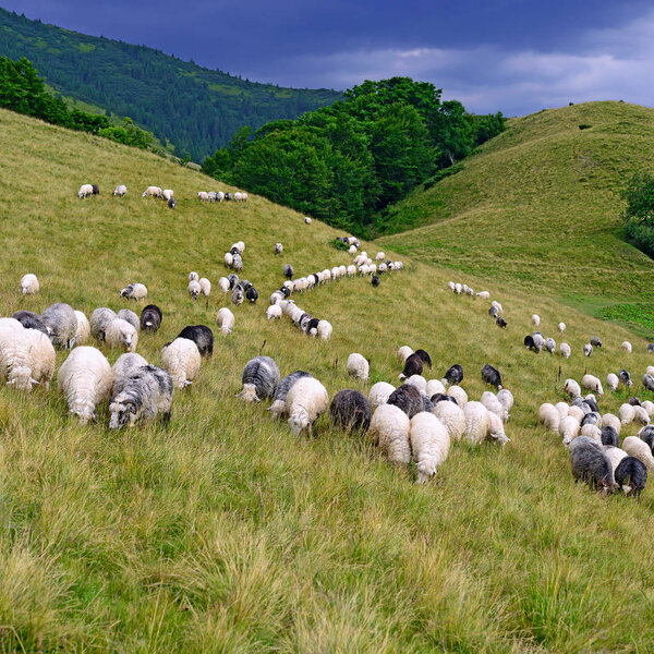 Sheep in mountains in a summer landscape.