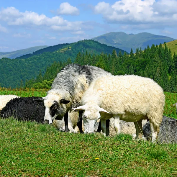 Ovelhas Montanhas Uma Paisagem Verão — Fotografia de Stock