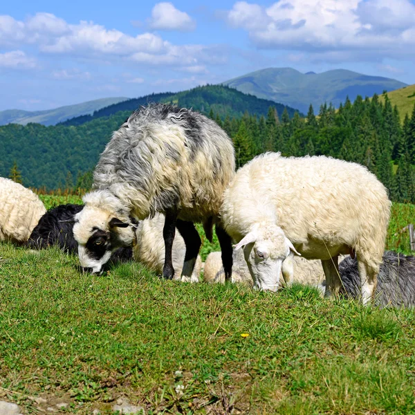 Moutons Montagne Dans Paysage Estival — Photo