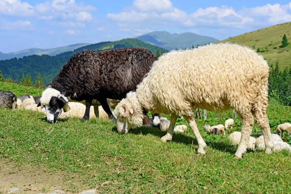 Schapen Bergen Een Landschap Van Zomer — Stockfoto