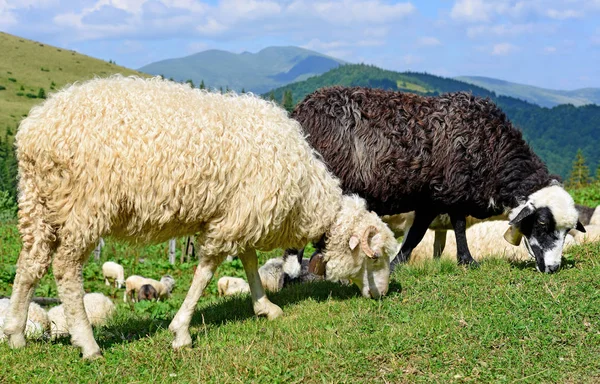 Schapen Bergen Een Landschap Van Zomer — Stockfoto