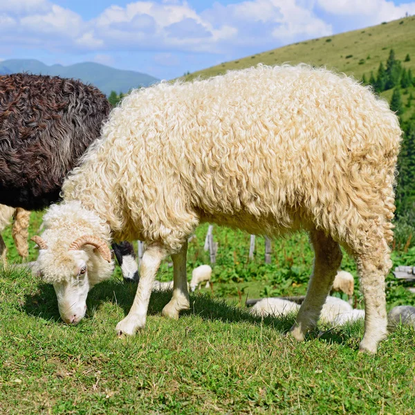 Schapen Bergen Een Landschap Van Zomer — Stockfoto