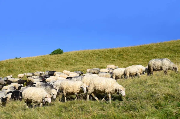 在夏天风景山区羊 免版税图库图片