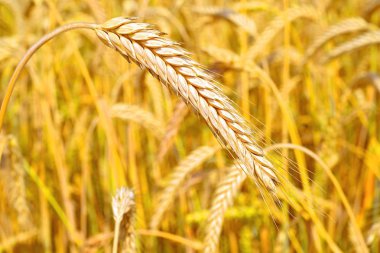 Kırsal manzara alanında tahıl