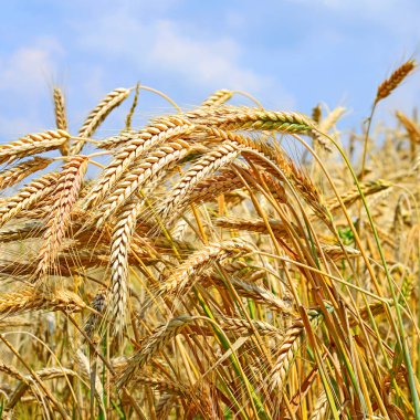 Kırsal manzara alanında tahıl