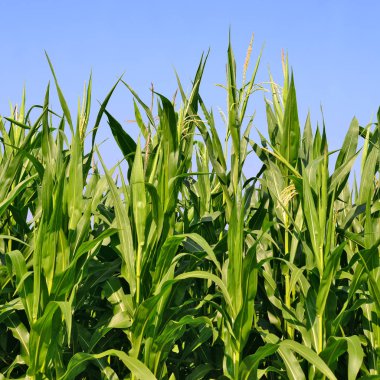 Mısır bulutlar kırsal manzara altında yeşil sapı.