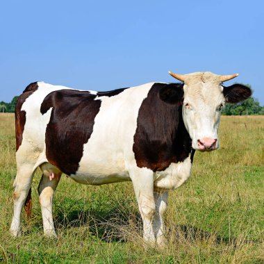 cow on a summer pasture in a sunny day