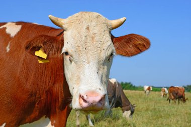 close up of cute cow on meadow