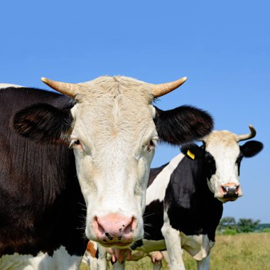 bir yaz yaz kırsal manzara mera üzerinde ineklerin.