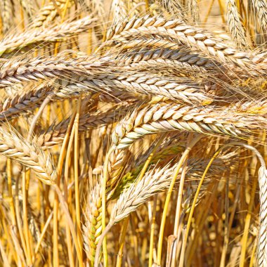 Kırsal manzara alanında tahıl