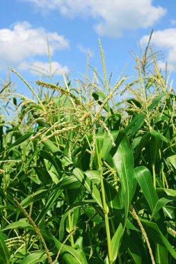 Mısır bulutlar kırsal manzara altında yeşil sapı.