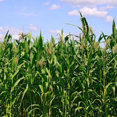 Mısır bulutlar kırsal manzara altında yeşil sapı.