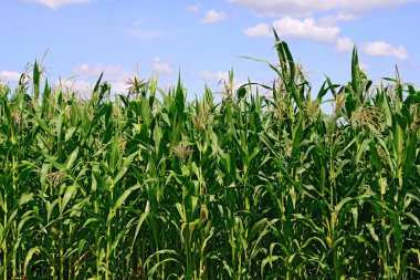 Mısır bulutlar kırsal manzara altında yeşil sapı.